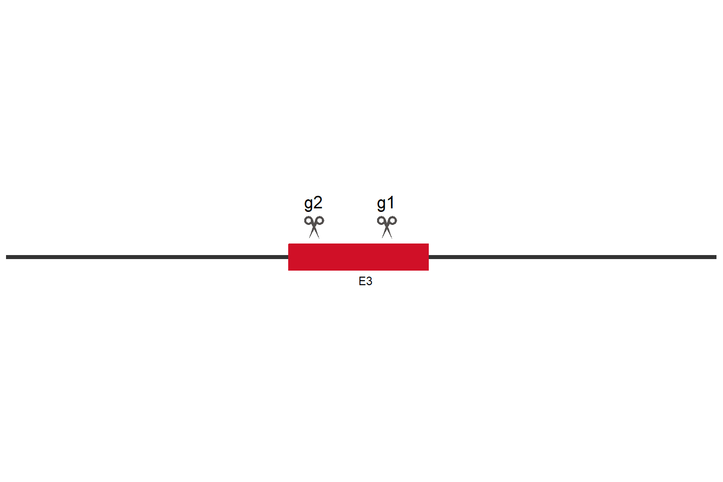 HGSNAT Knockout cell line (HEK293) Target region