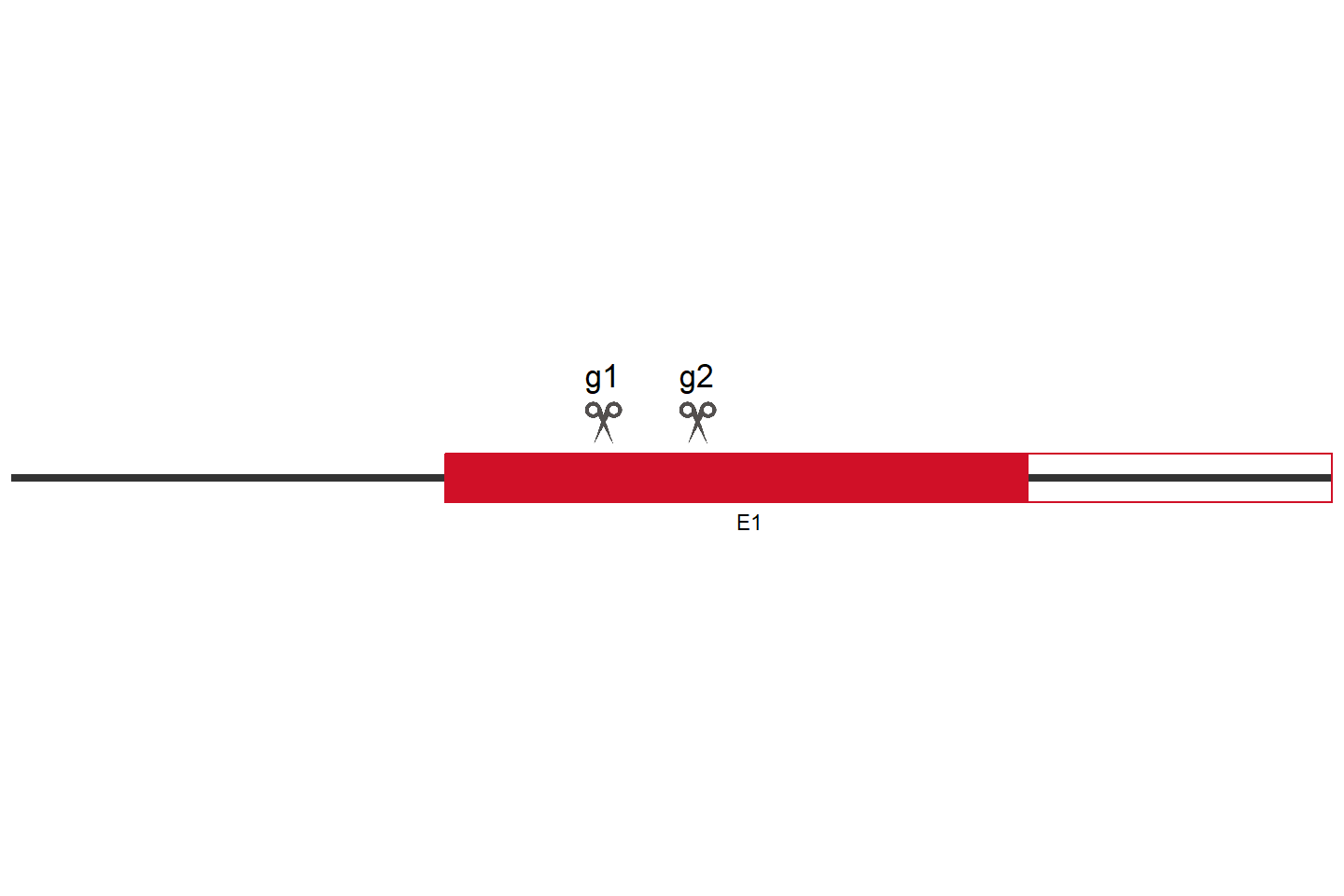 ASPM Knockout cell line (HeLa) Target region