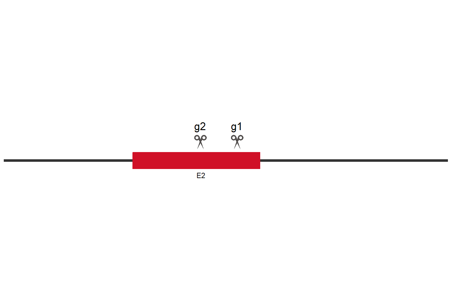 MMACHC Knockout cell line (HEK293) Target region