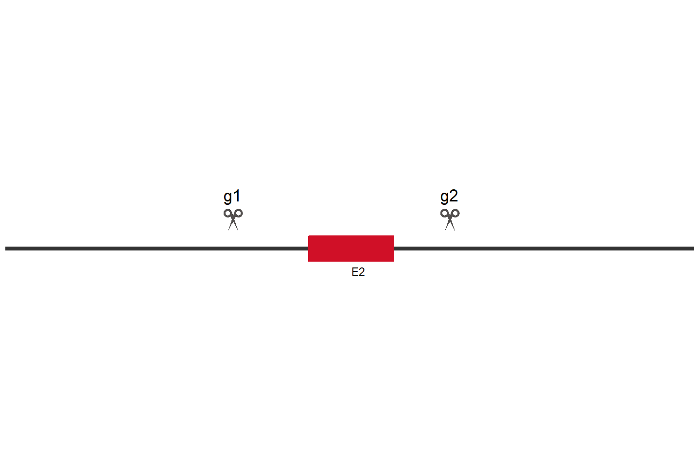 SCLY Knockout cell line (HCT 116) Target region