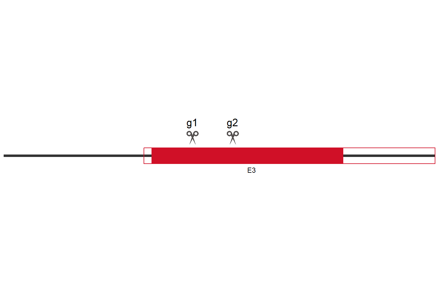 BEX3 Knockout cell line (HCT 116) Target region