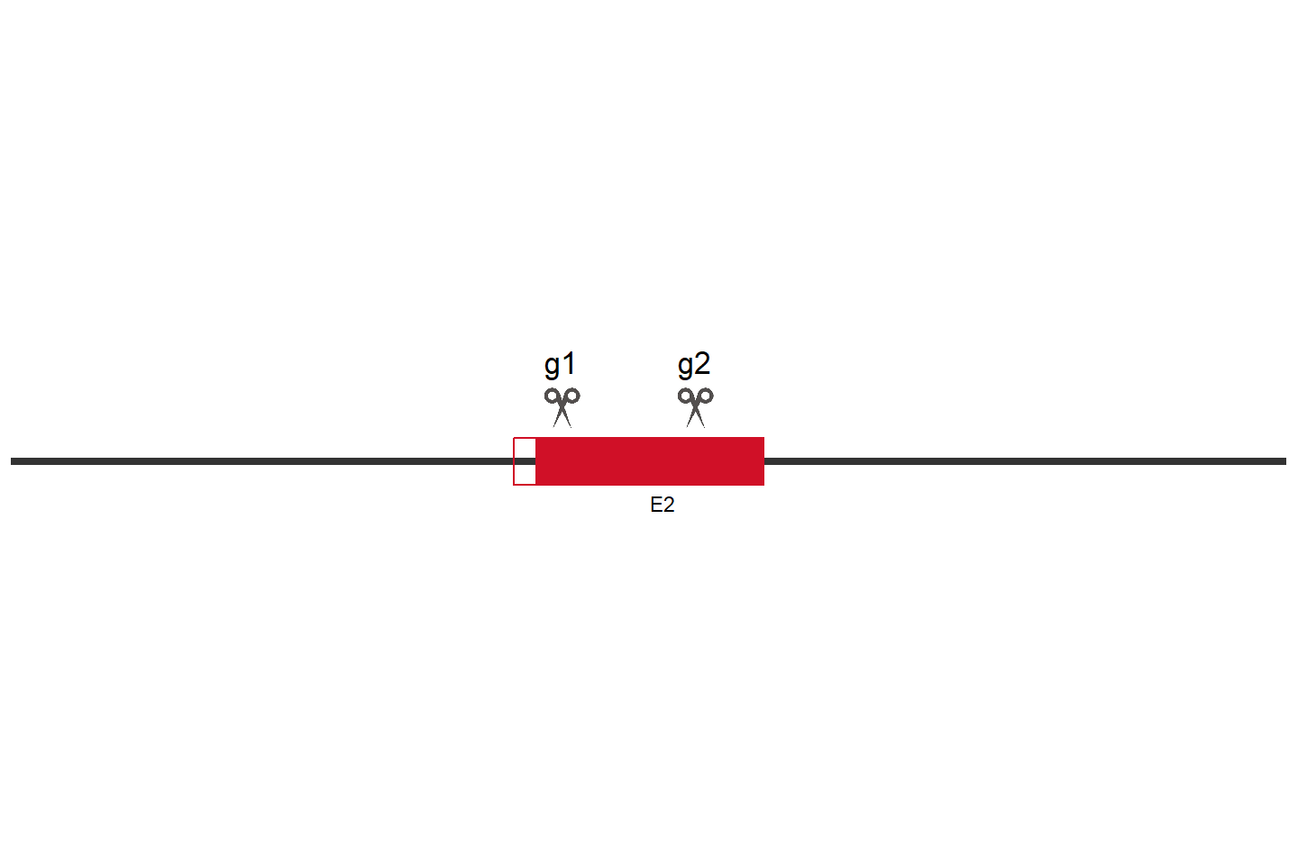 MGMT Knockout cell line (HEK293) Target region