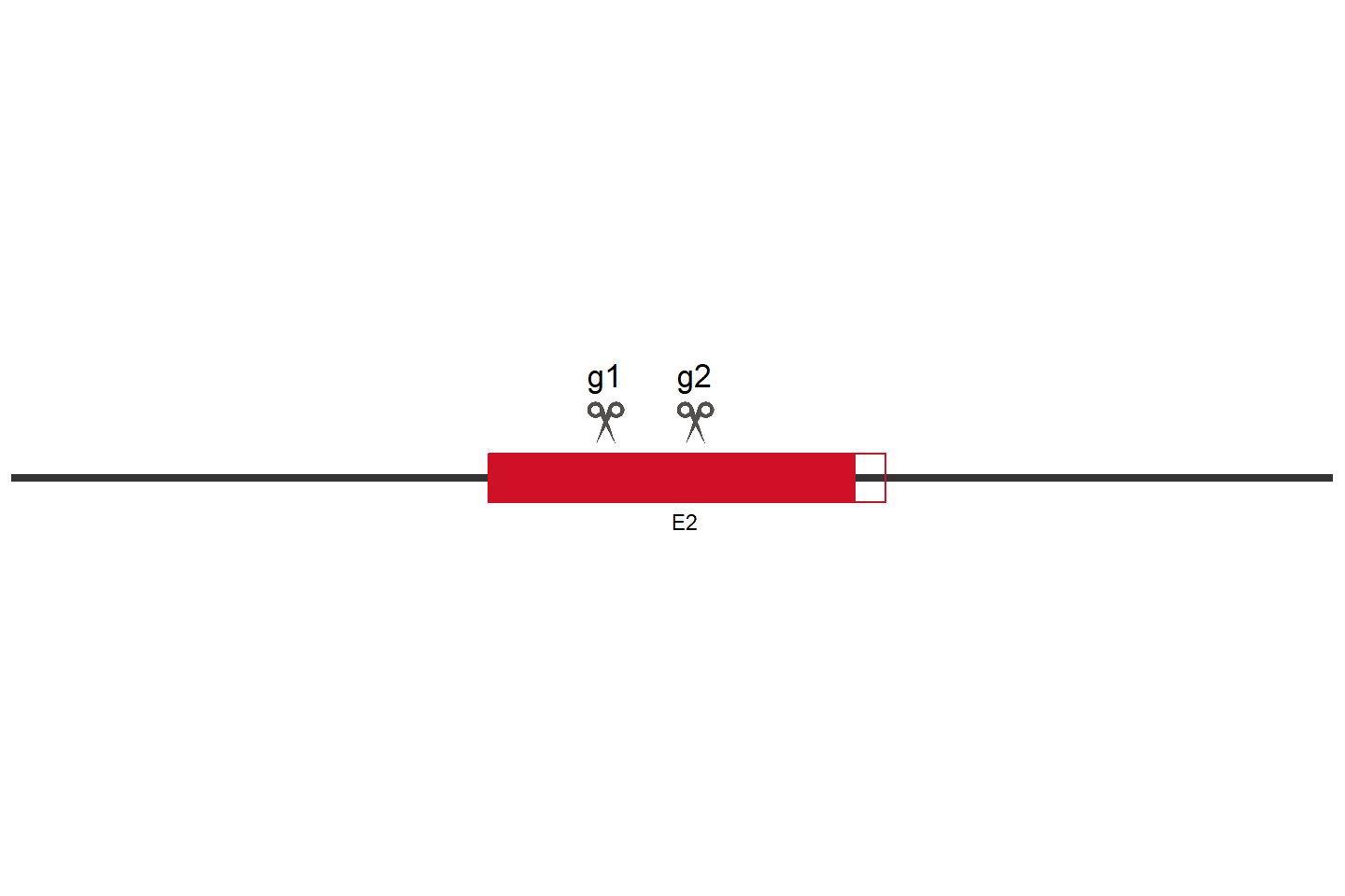 PHF19 Knockout cell line (HEK293) Target region