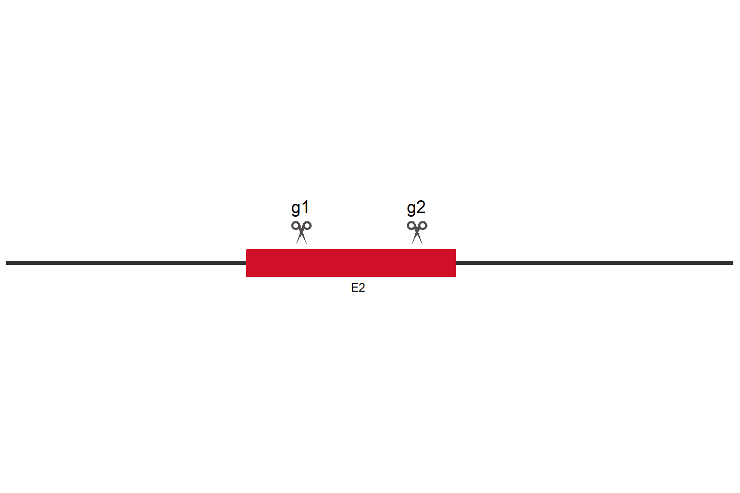 RABAC1 Knockout cell line (HEK293) Target region