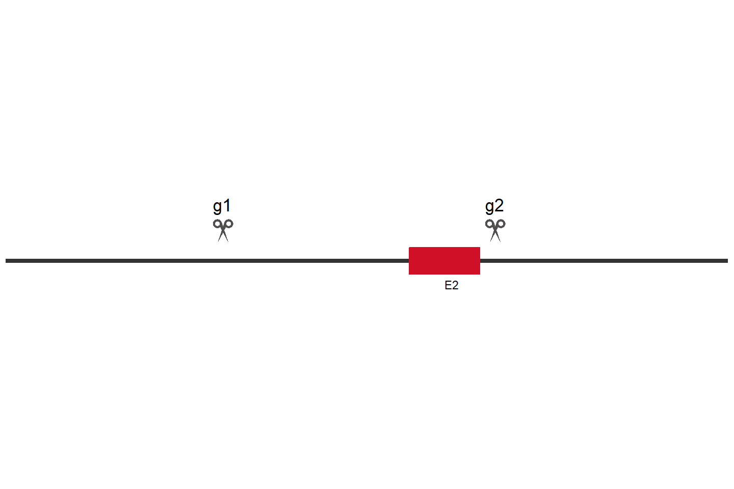 ADAM12 Knockout cell line (A549) Target region