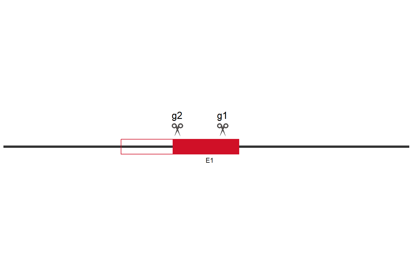 REEP6 Knockout cell line (HEK293) Target region