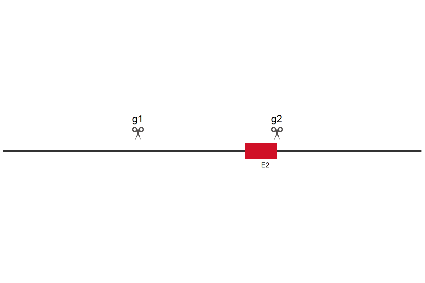 PYCR1 Knockout cell line (A549) Target region