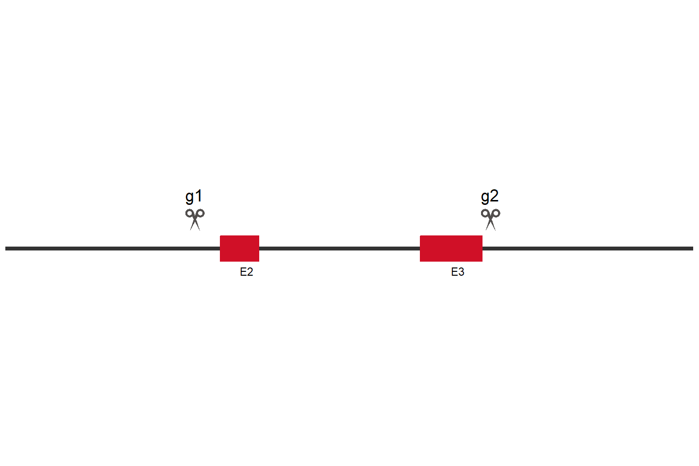 OTUB1 Knockout cell line (HeLa) Target region