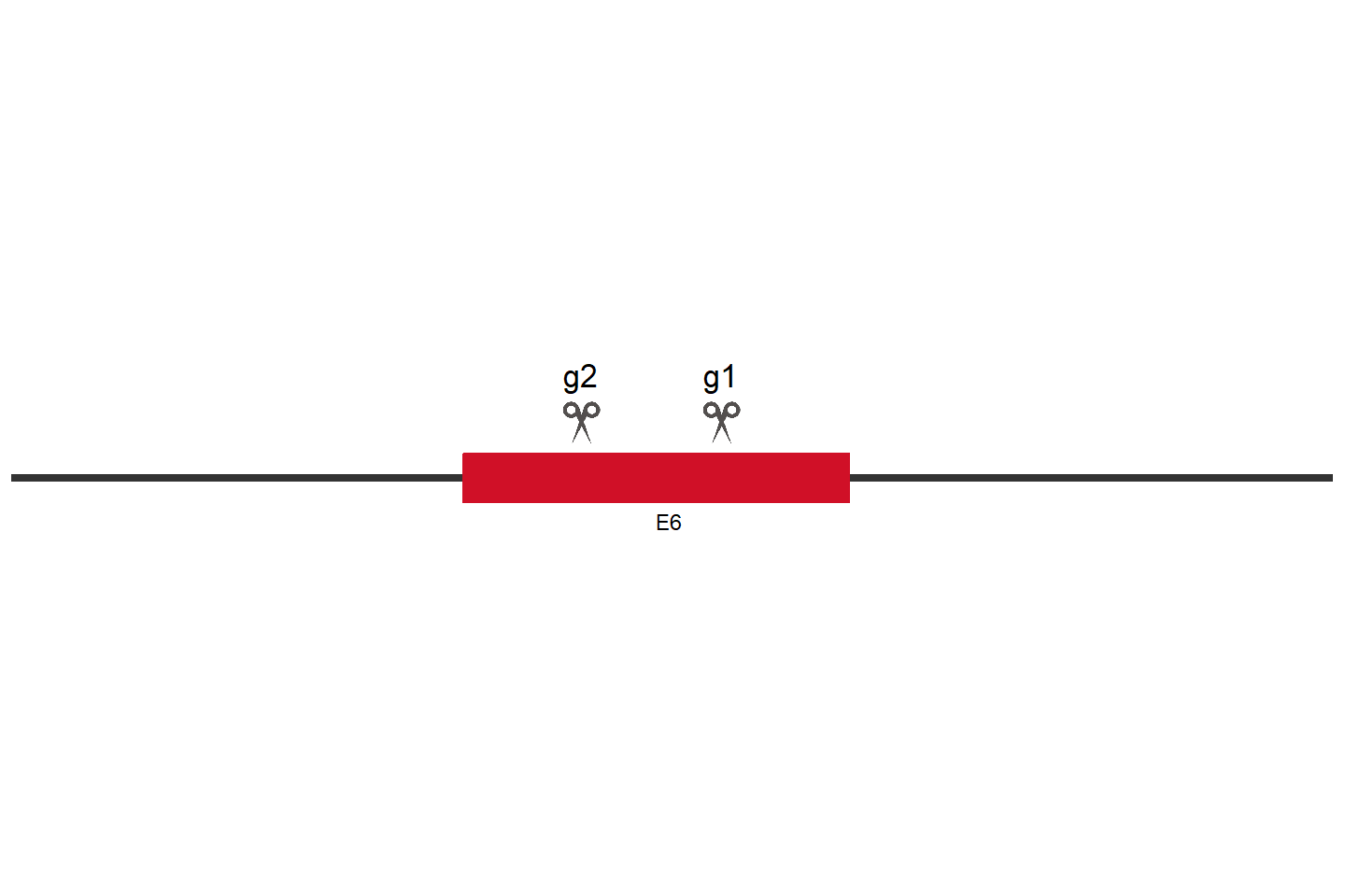 ATF6 Knockout cell line (A549) Target region