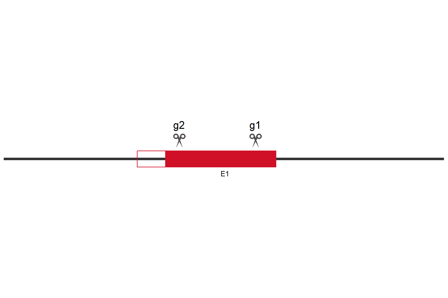 GALM Knockout cell line (HeLa) Target region