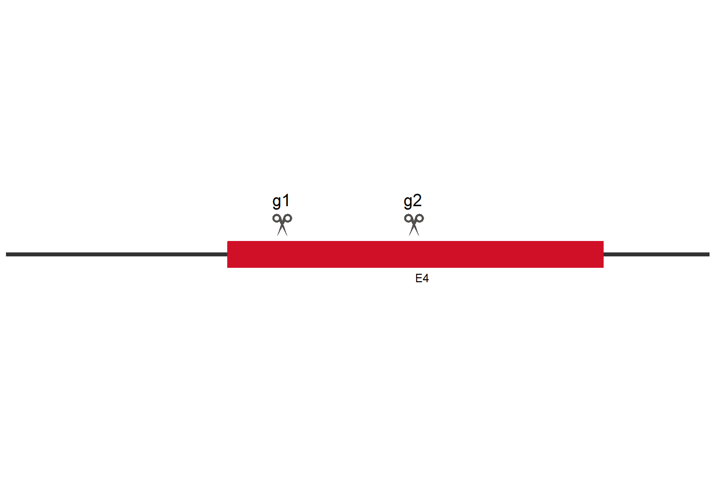 TEDC2 Knockout cell line (HCT 116) Target region