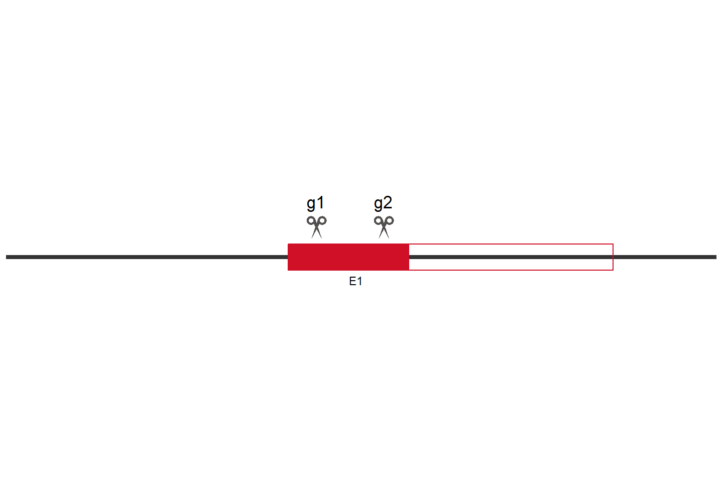 GYS1 Knockout cell line (HEK293) Target region