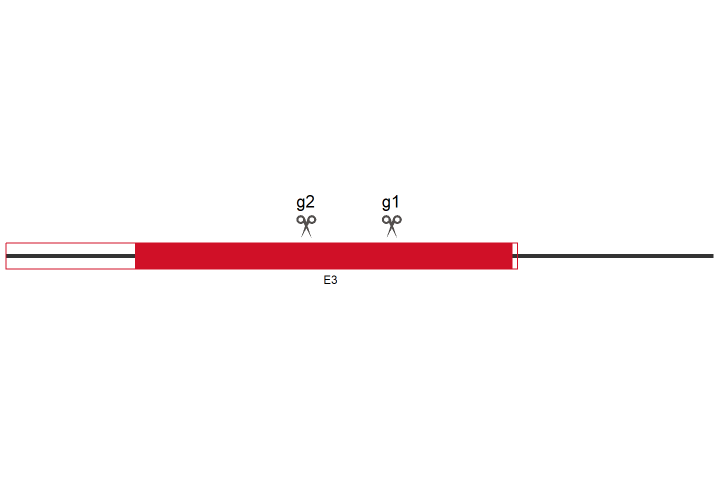 BEX1 Knockout cell line (HEK293) Target region