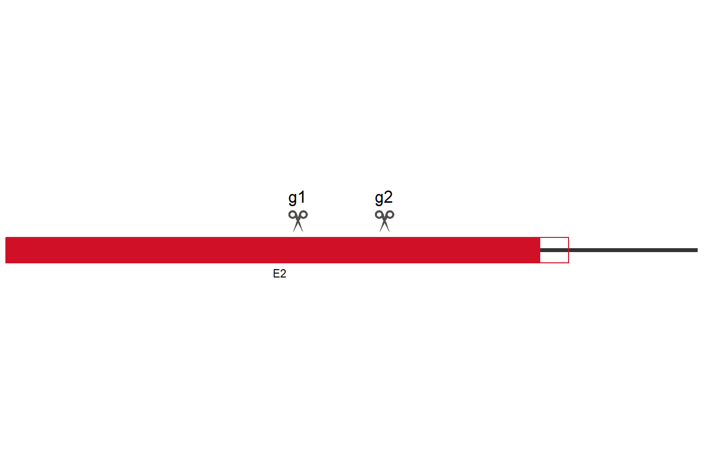 CYP1A1 Knockout cell line (HEK293) Target region