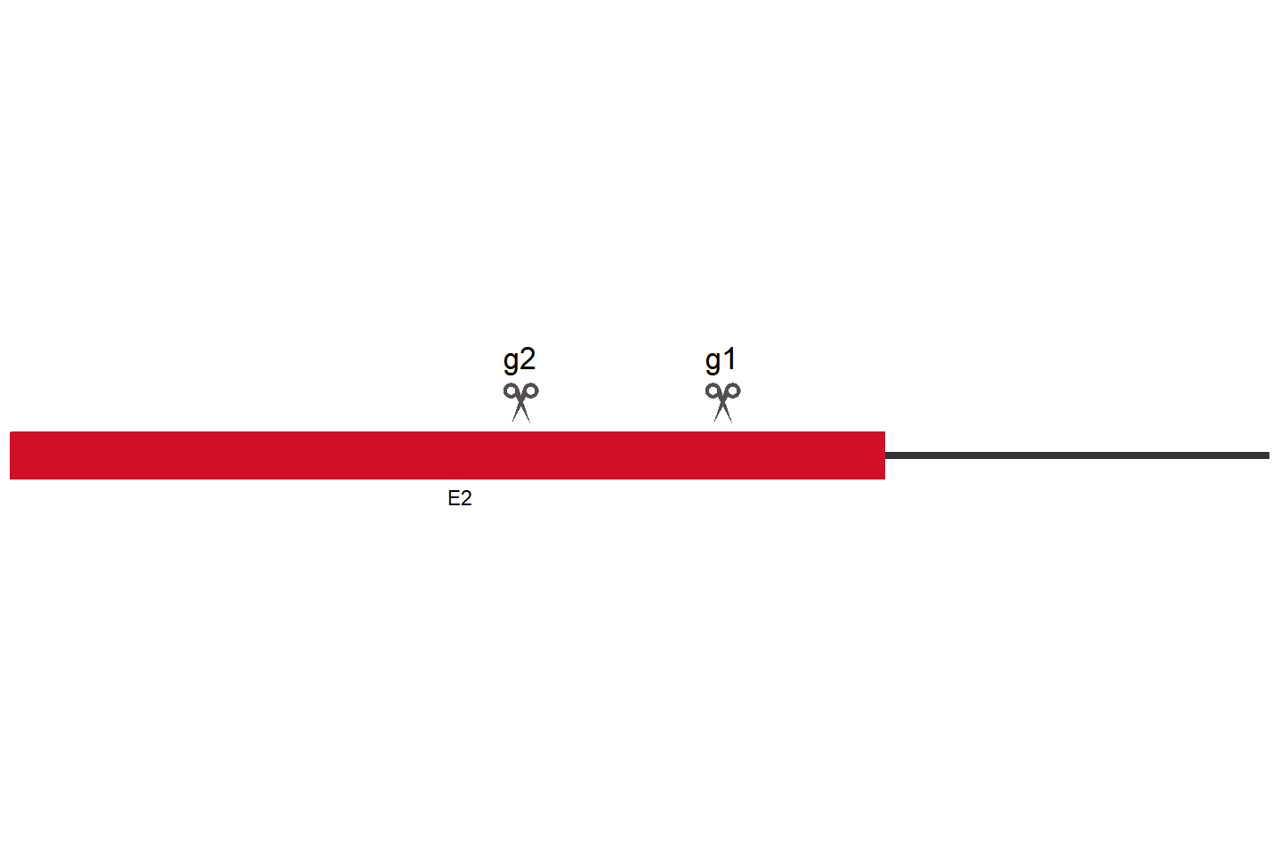 HIPK1 Knockout cell line (HCT 116) Target region