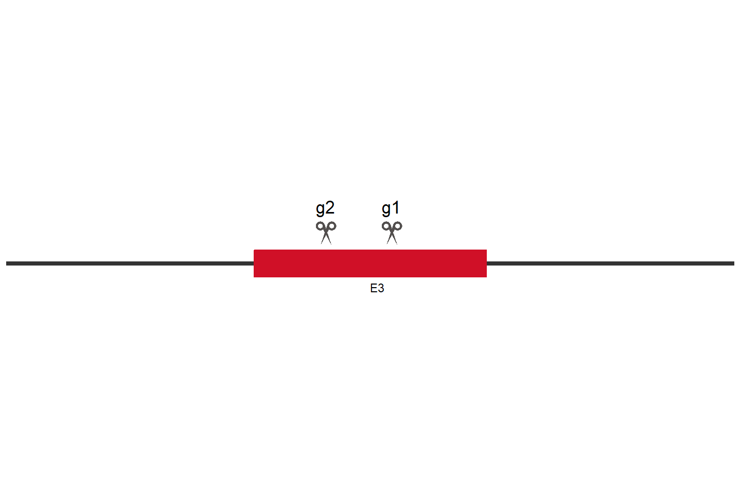 NCAM1 Knockout cell line (HEK293) Target region