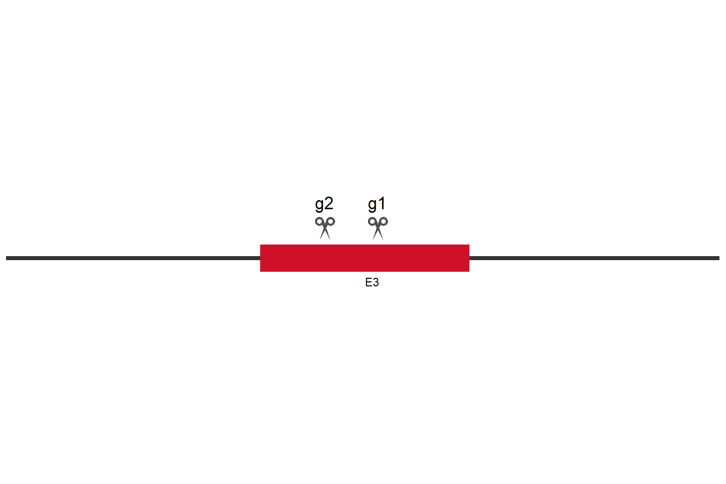 VEGFB Knockout cell line (HEK293) Target region