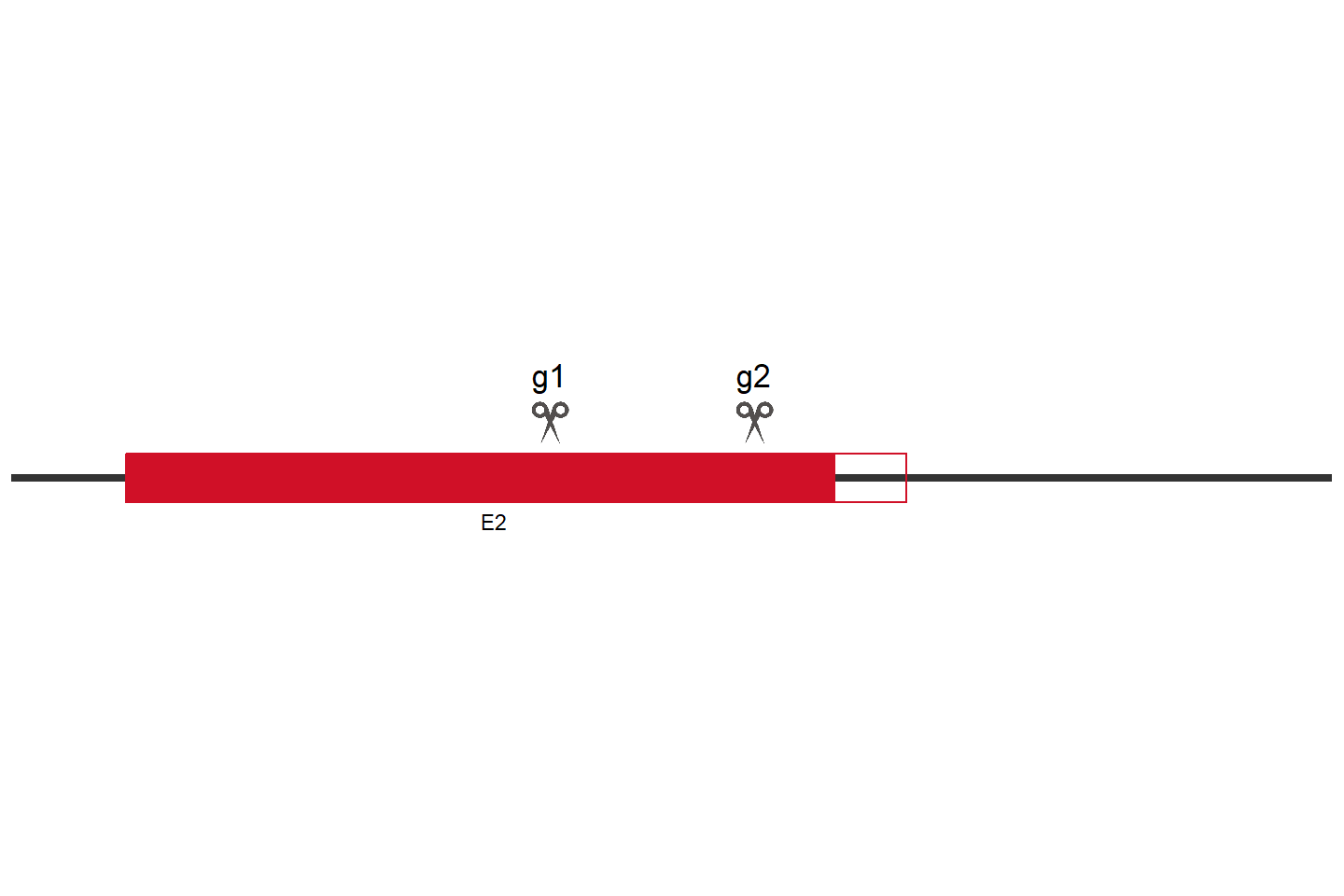 MZF1 Knockout cell line (HEK293) Target region