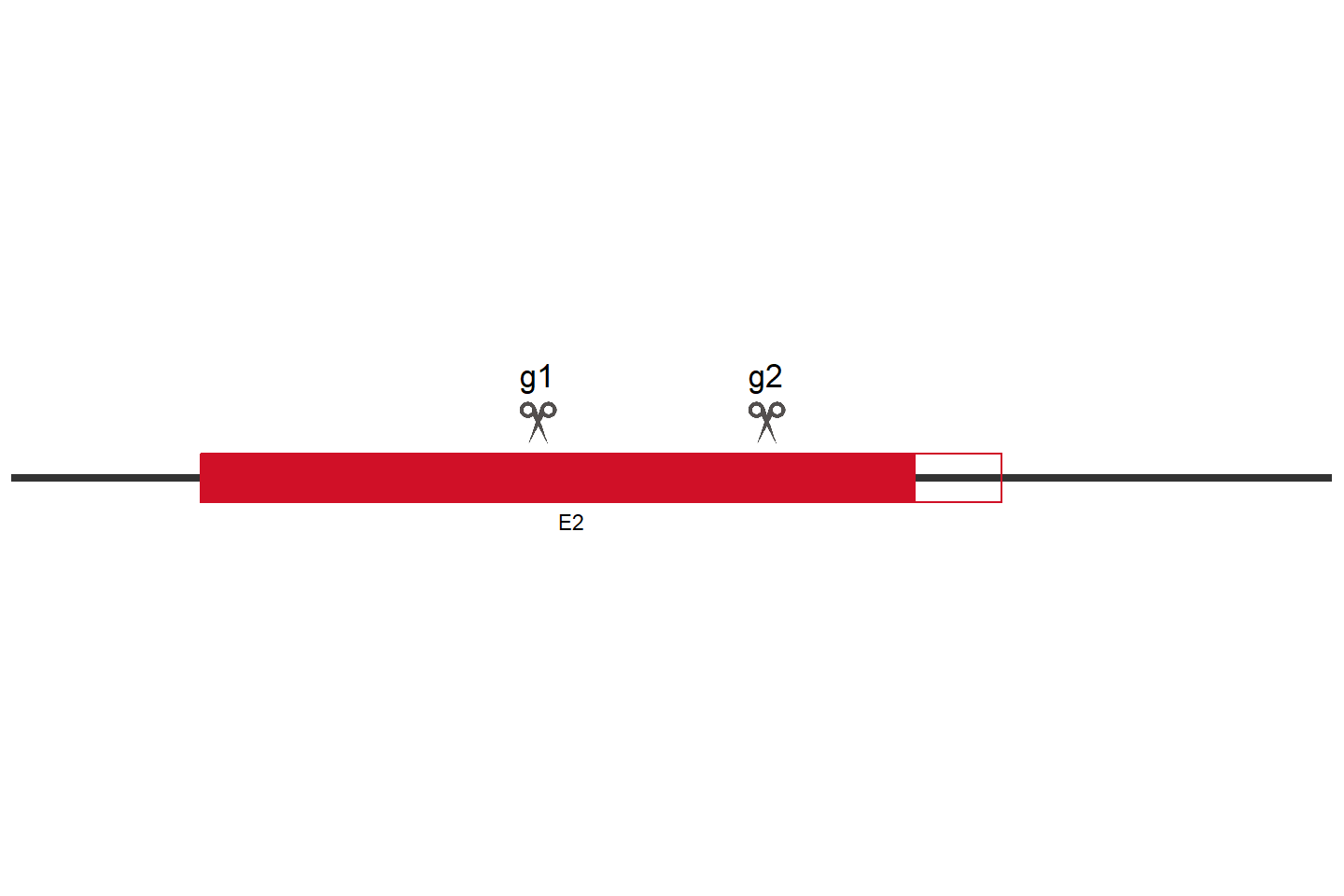 TRIM21 Knockout cell line (HEK293) Target region