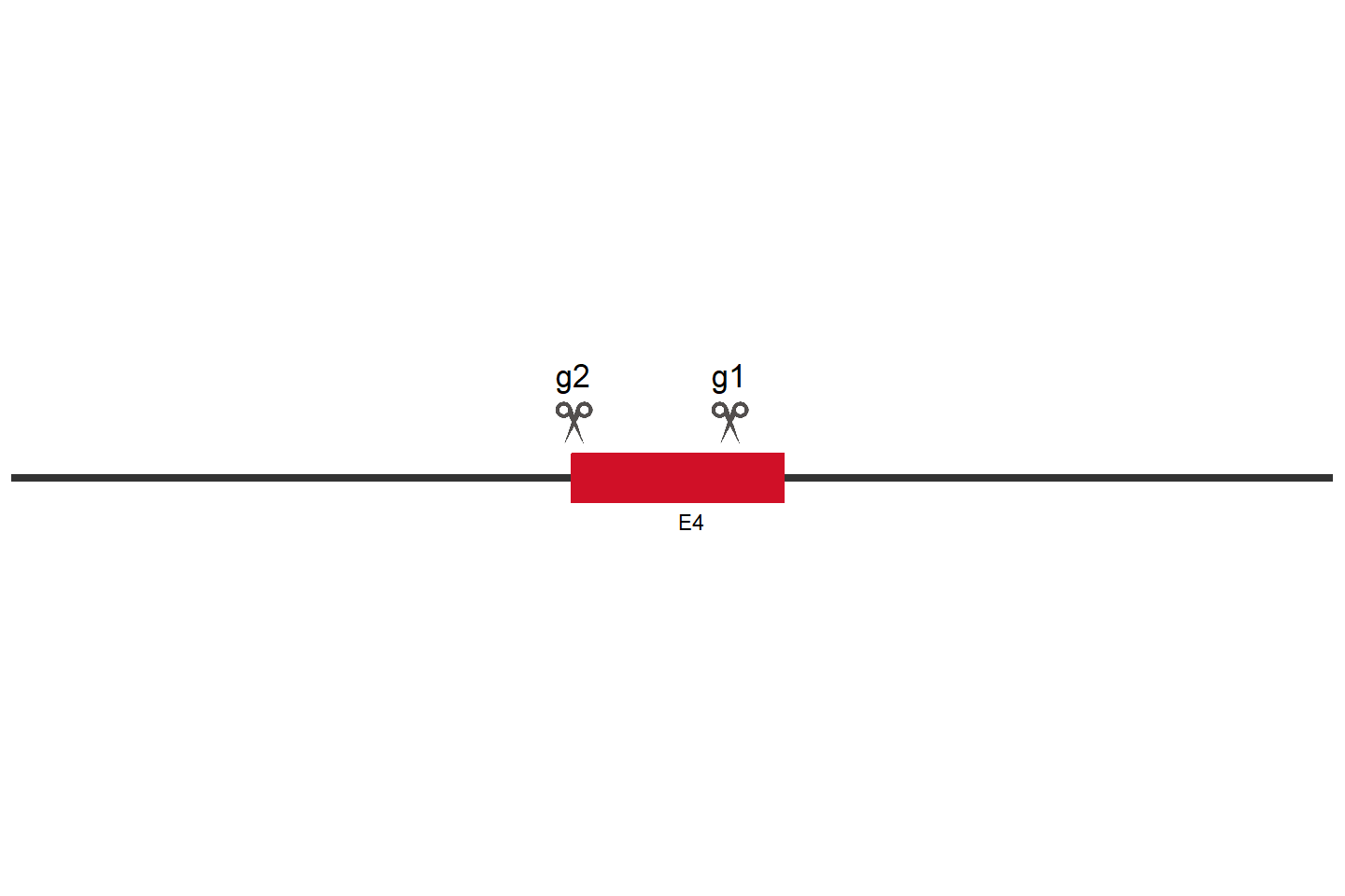 SIRT2 Knockout cell line (HEK293) Target region