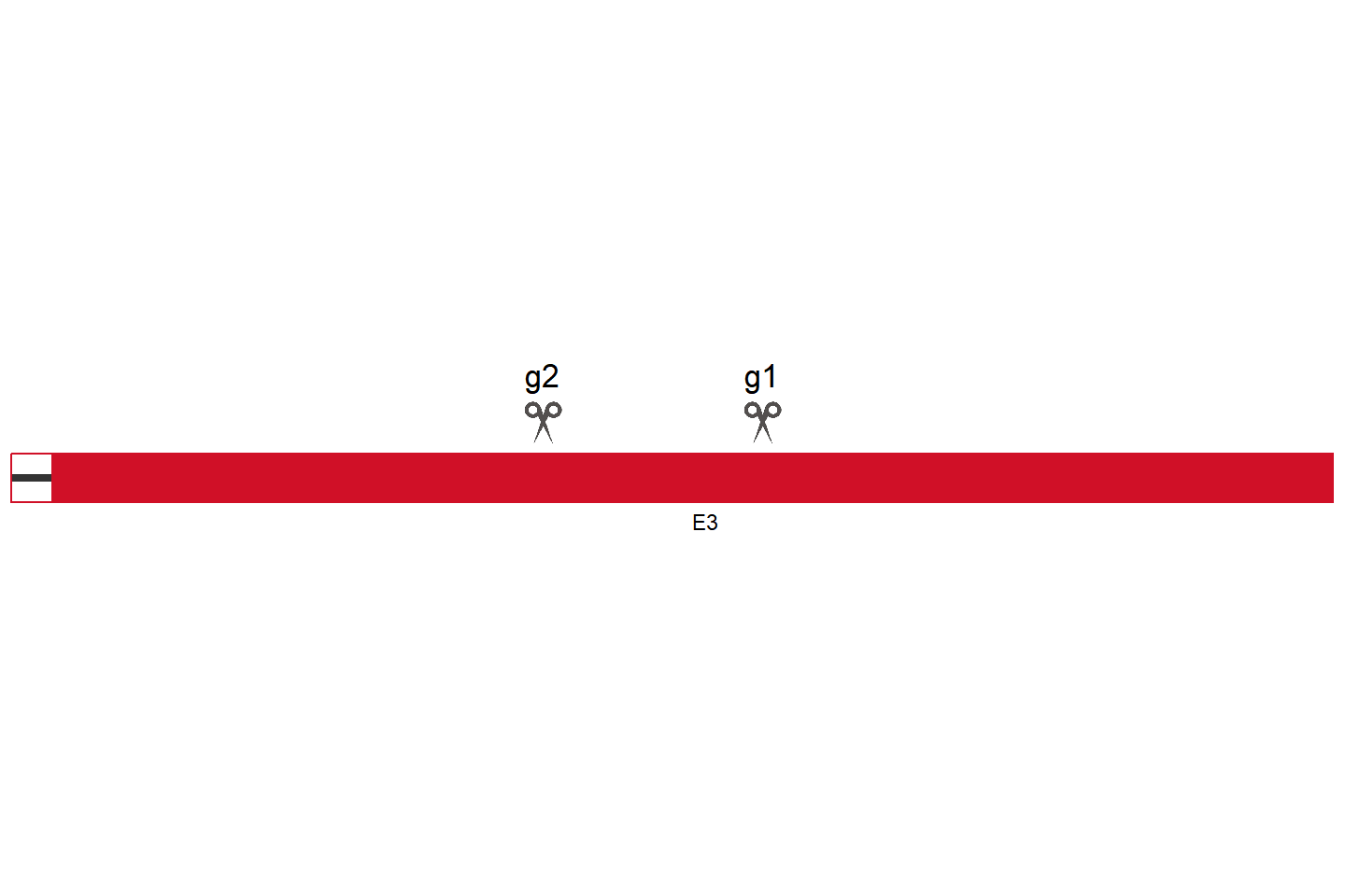 SOCS4 Knockout cell line (HCT 116) Target region