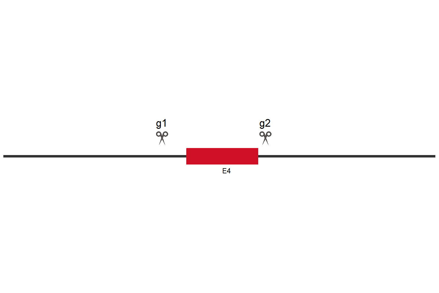 CFLAR Knockout cell line (HCT 116) Target region