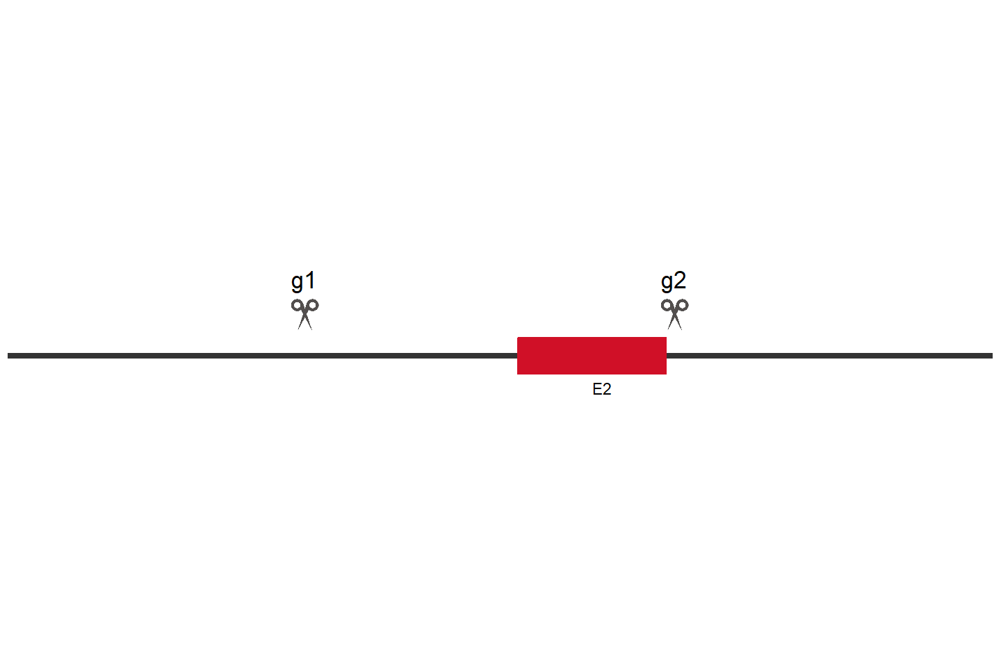 MAP3K1 Knockout cell line (HCT 116) Target region