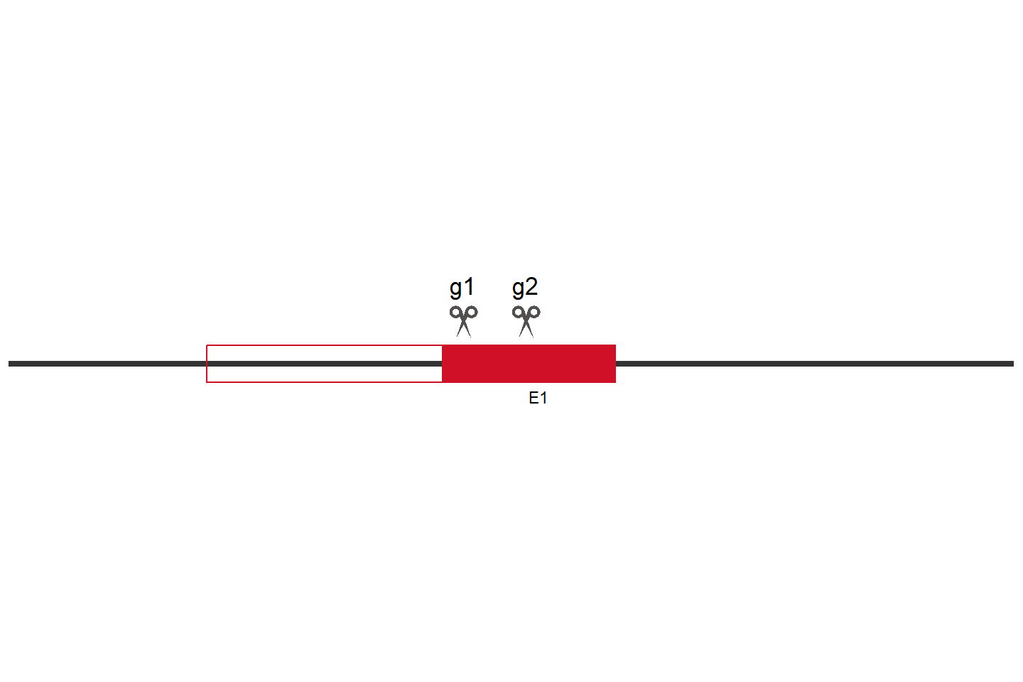 ATG16L1 Knockout cell line (HCT 116) Target region