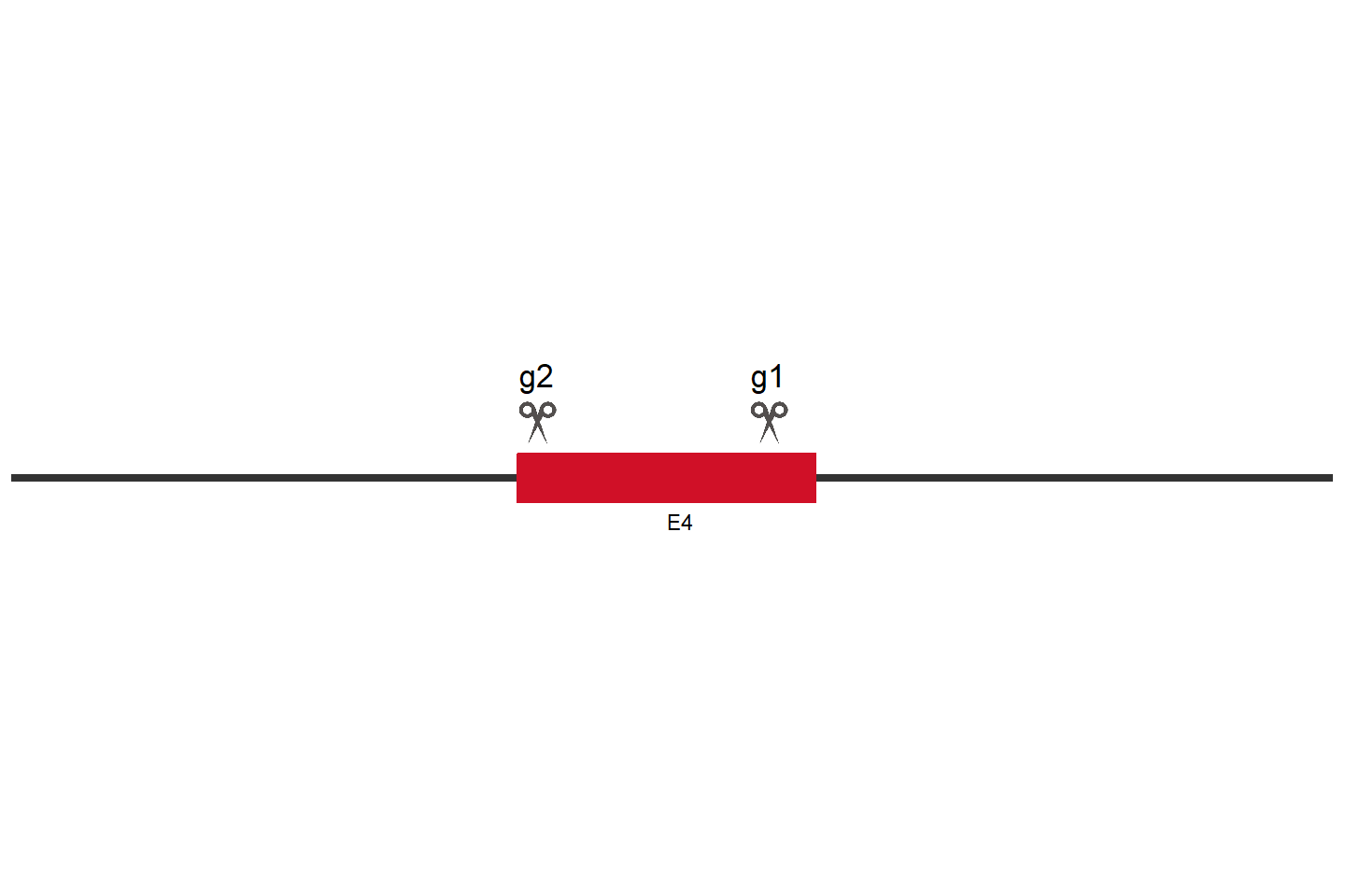 KITLG Knockout cell line (HeLa) Target region