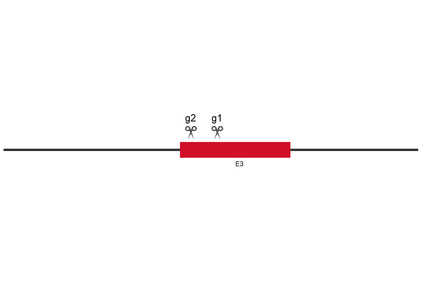 PPP3R1 Knockout cell line (HeLa) Target region