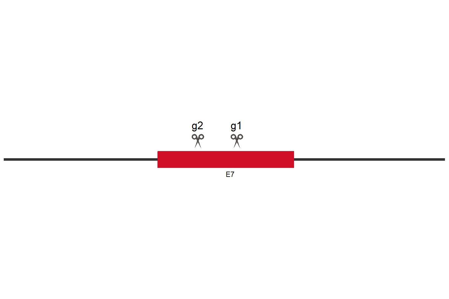 AXL Knockout cell line (HeLa) Target region