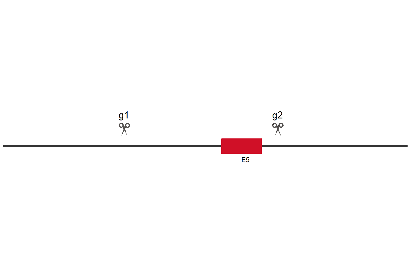 SRC Knockout cell line (A549) Target region