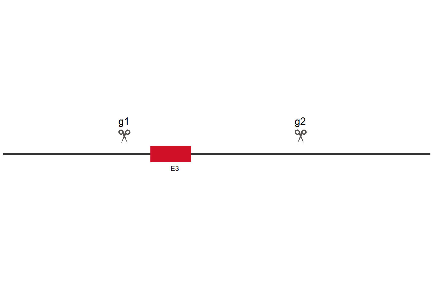 RRAGB Knockout cell line (HEK293) Target region