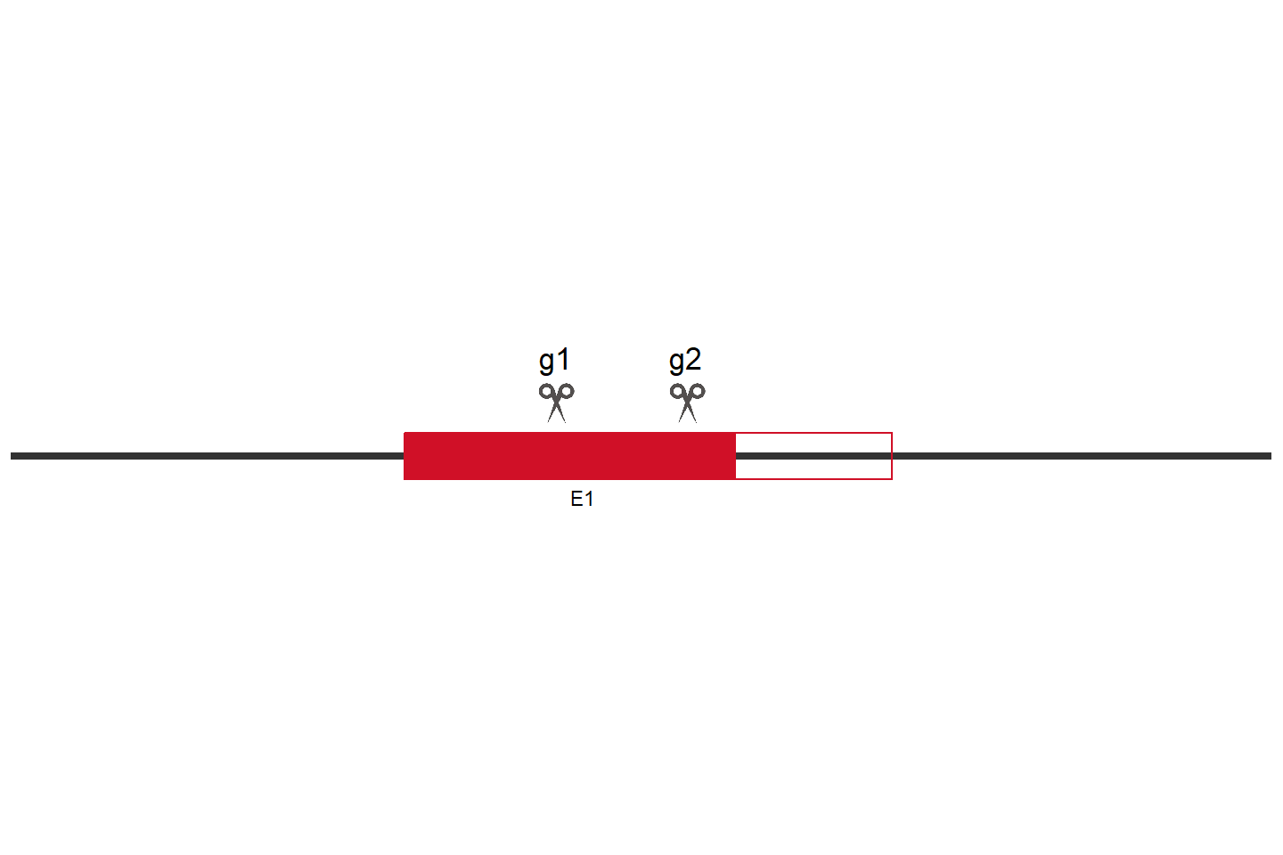 RALGDS Knockout cell line (HEK293) Target region