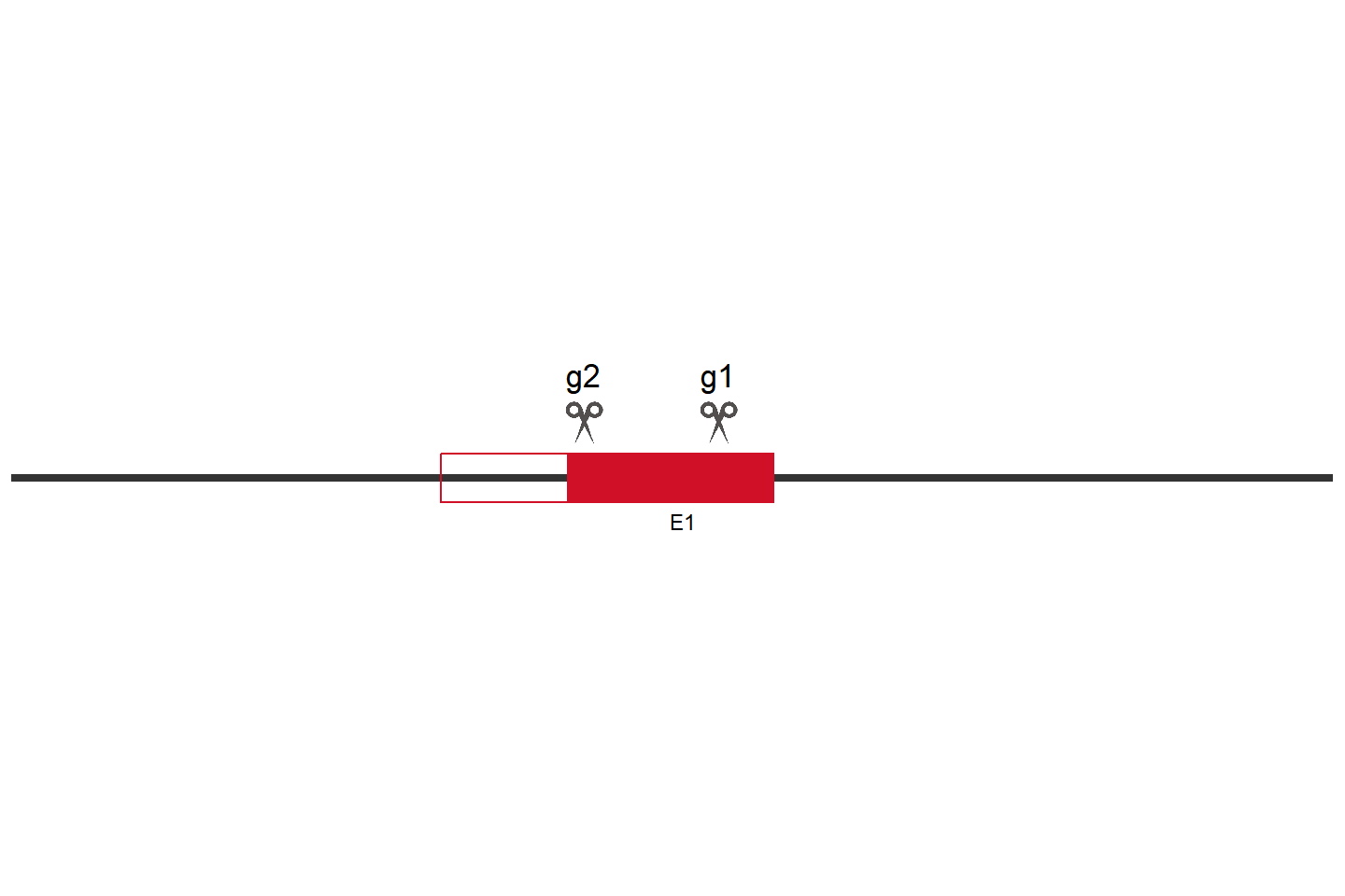 TPCN2 Knockout cell line (HEK293) Target region