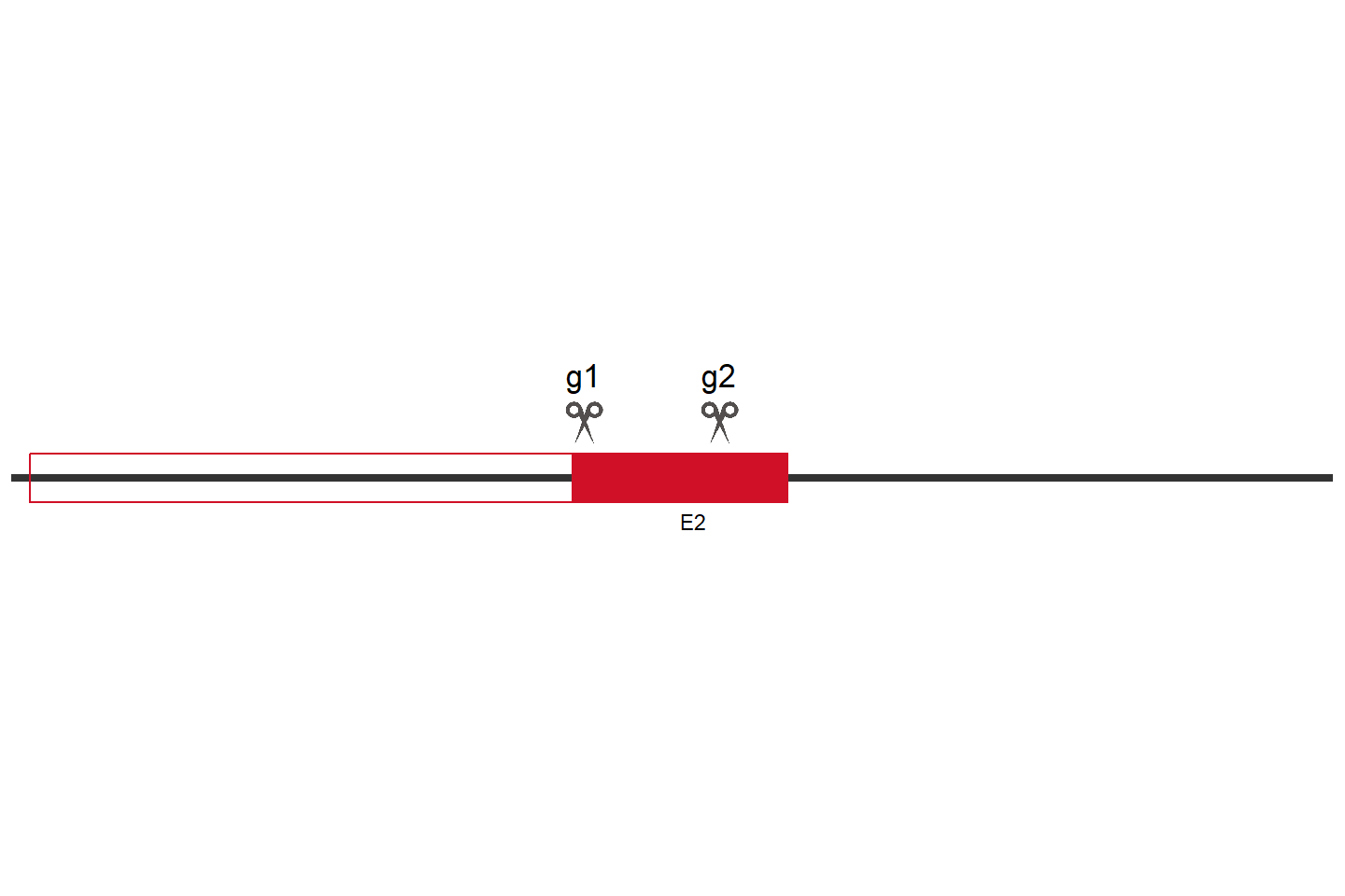 PPIP5K2 Knockout cell line (HEK293) Target region