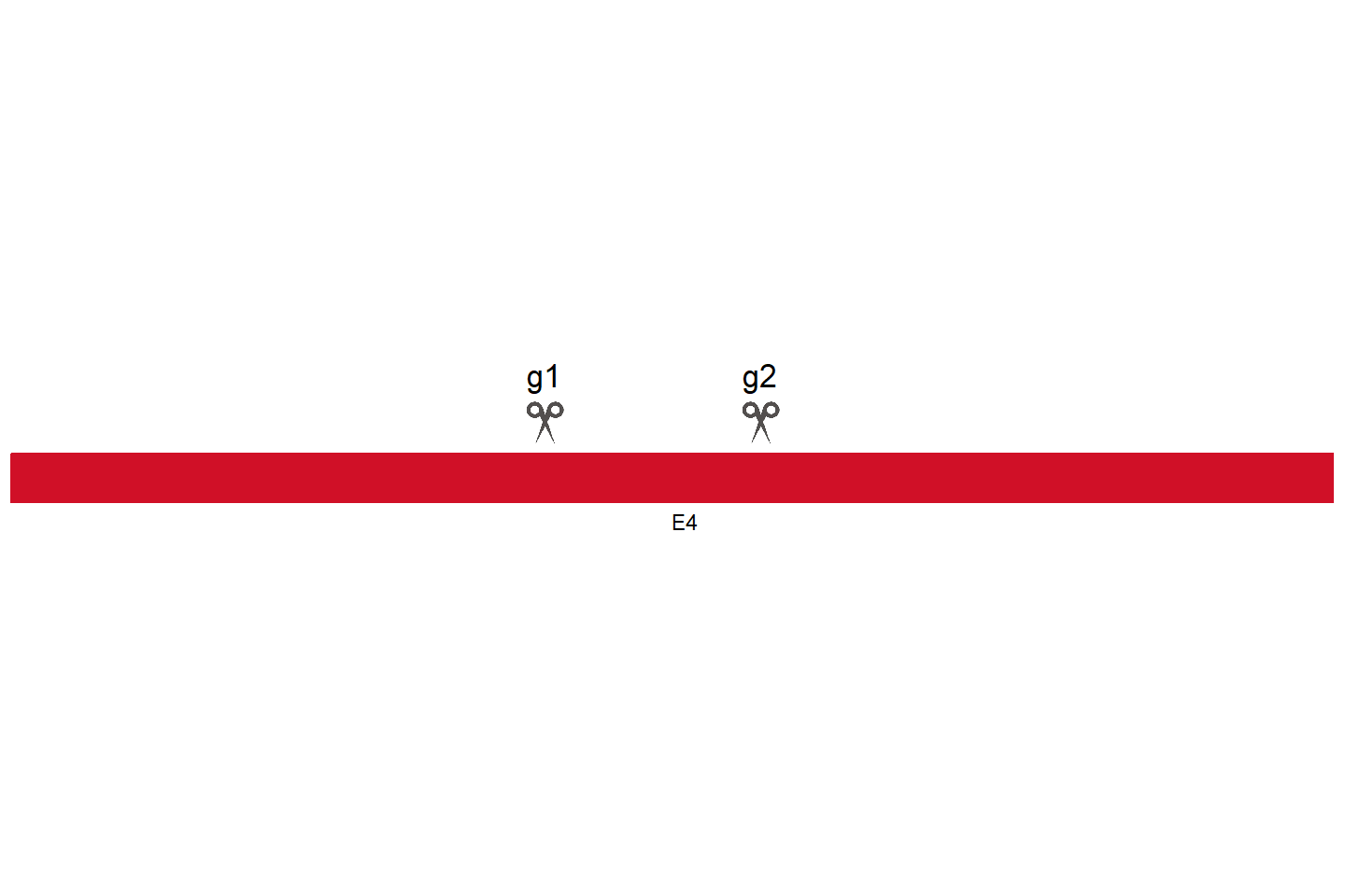 MIOS Knockout cell line (HCT 116) Target region