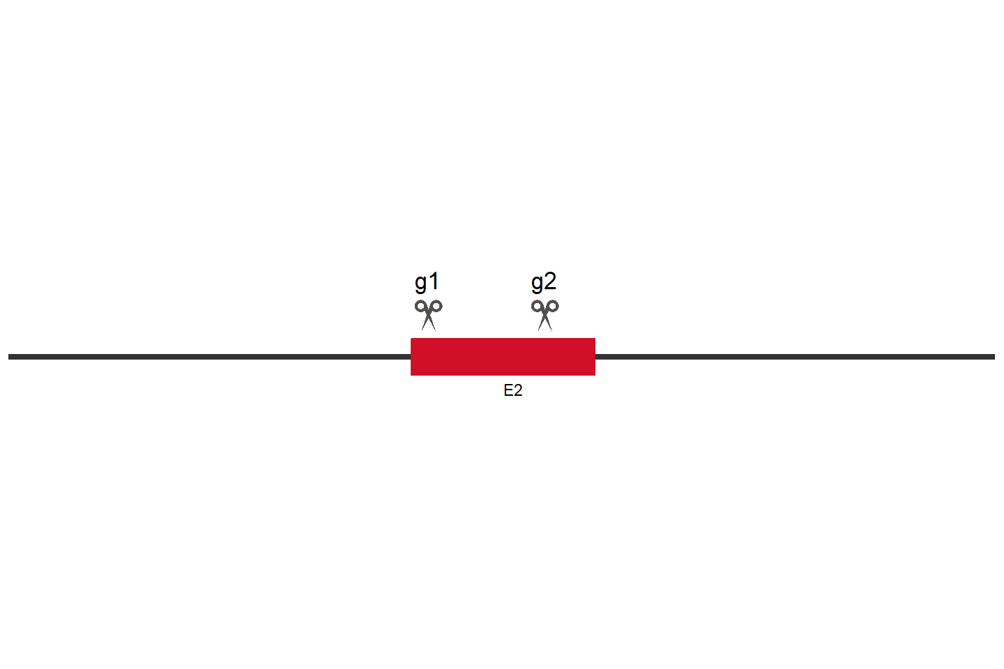 PPP1CC Knockout cell line (HCT 116) Target region