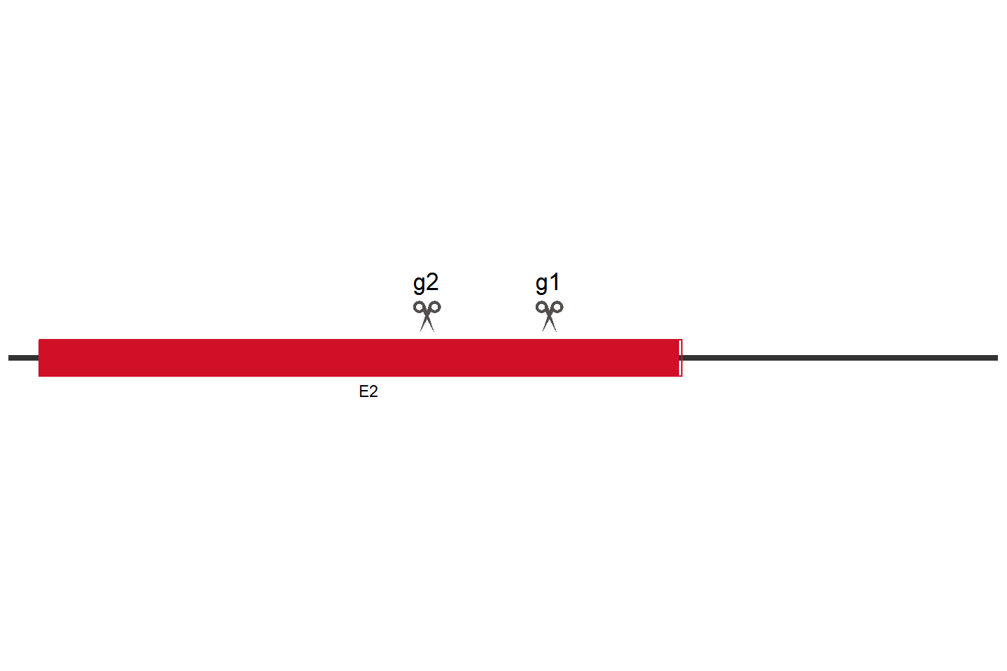 MLKL Knockout cell line (HCT 116) Target region