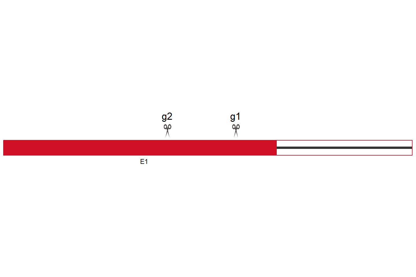 JUN Knockout cell line (THP-1) Target region