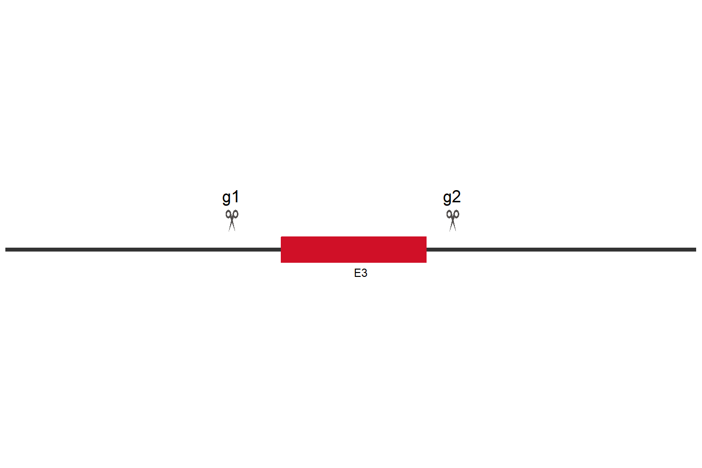 APOE Knockout cell line (THP-1) Target region