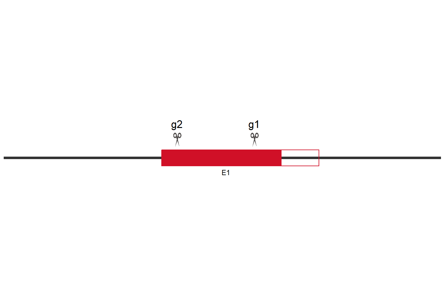 SAMHD1 Knockout cell line (THP-1) Target region