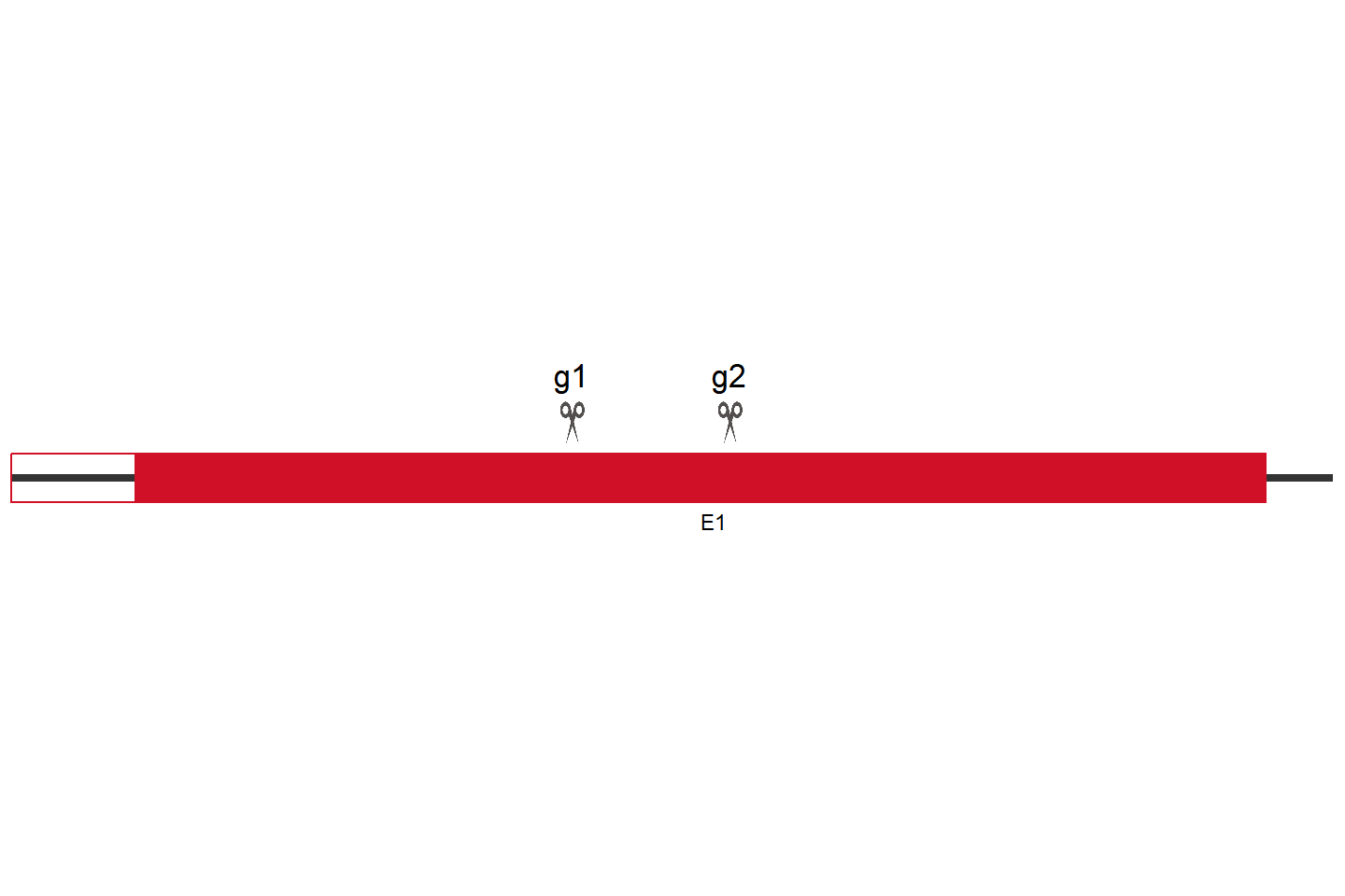 VEGFA Knockout cell line (THP-1) Target region