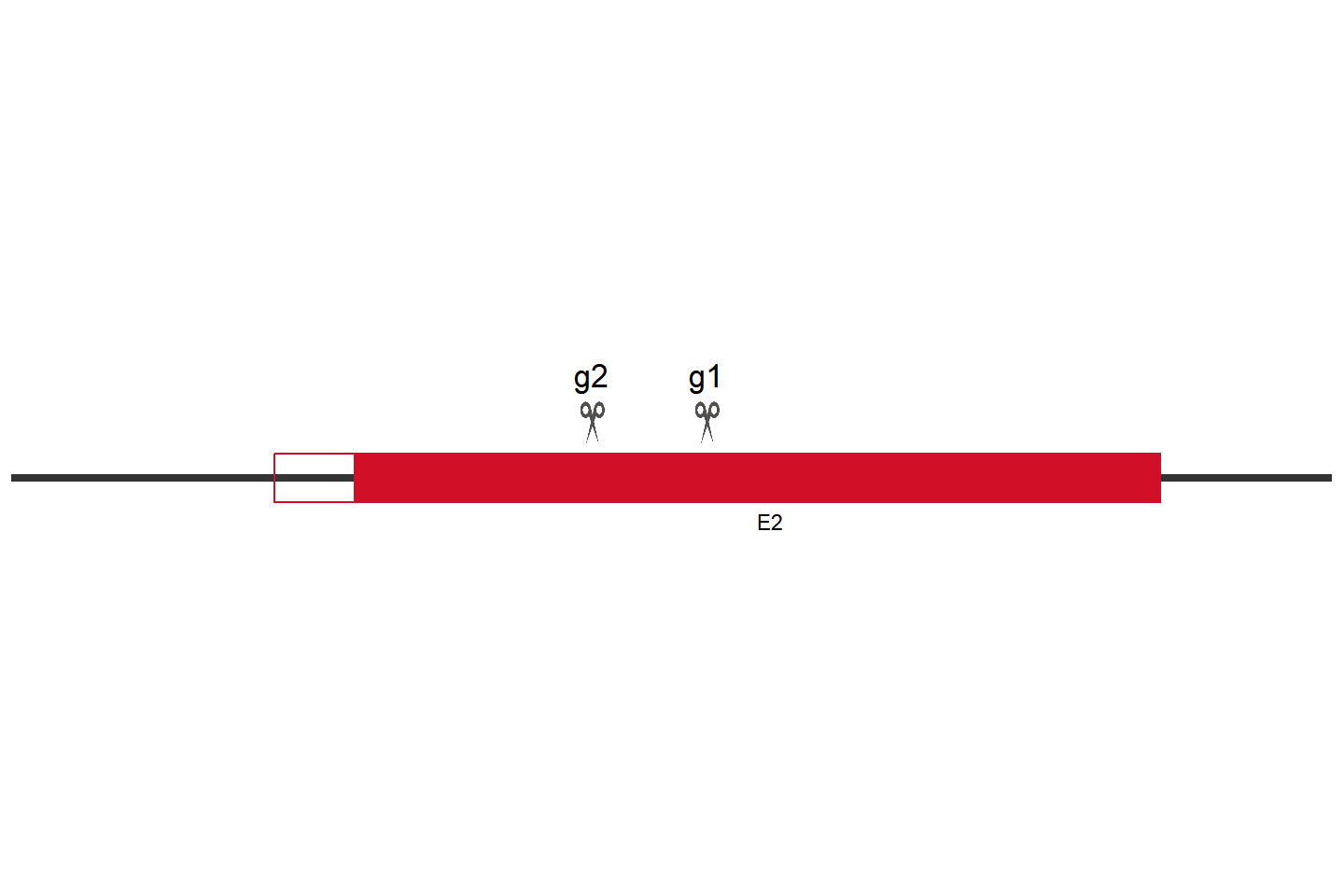 SYK Knockout cell line (THP-1) Target region