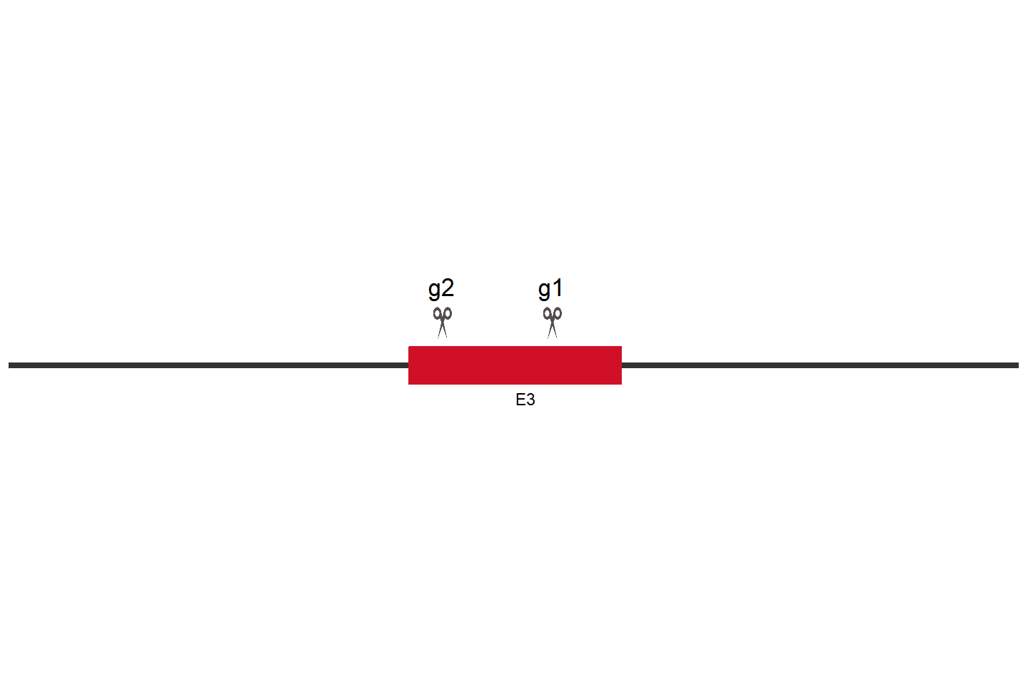 TXNIP Knockout cell line (THP-1) Target region