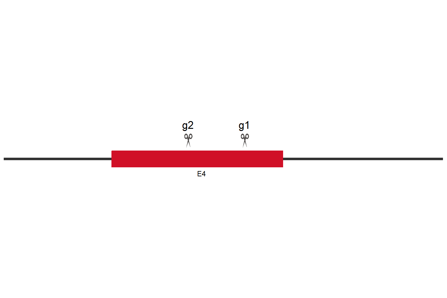 TP53 Knockout cell line (THP-1) Target region