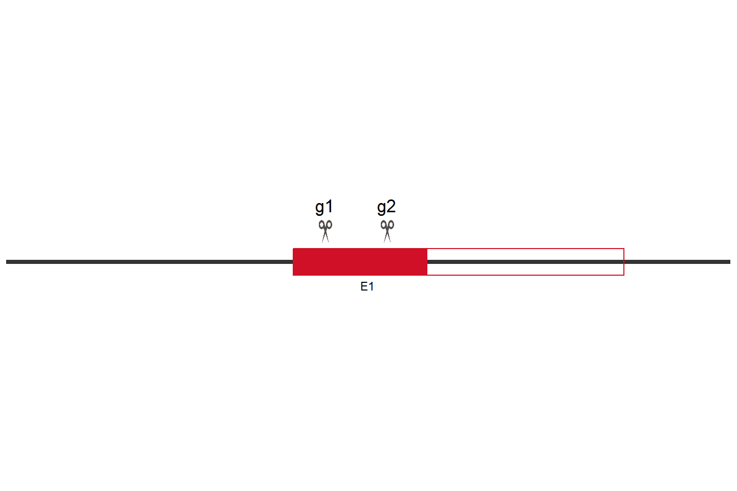 PRKAA1 Knockout cell line (THP-1) Target region