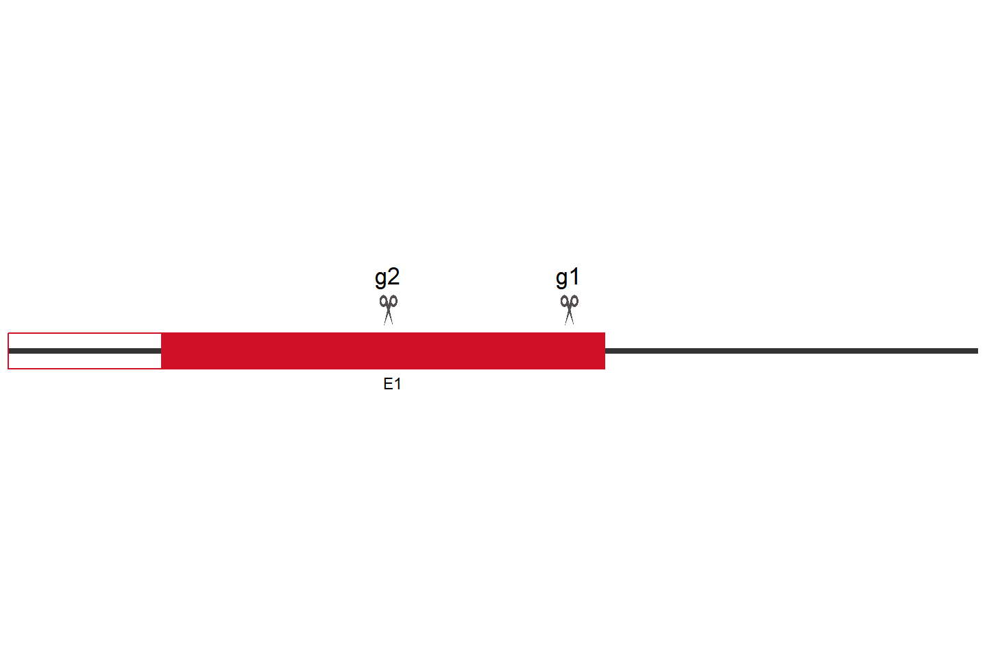 KDM1A Knockout cell line (THP-1) Target region