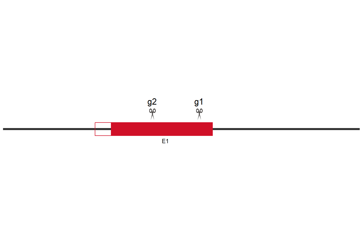 SQSTM1 Knockout cell line (THP-1) Target region