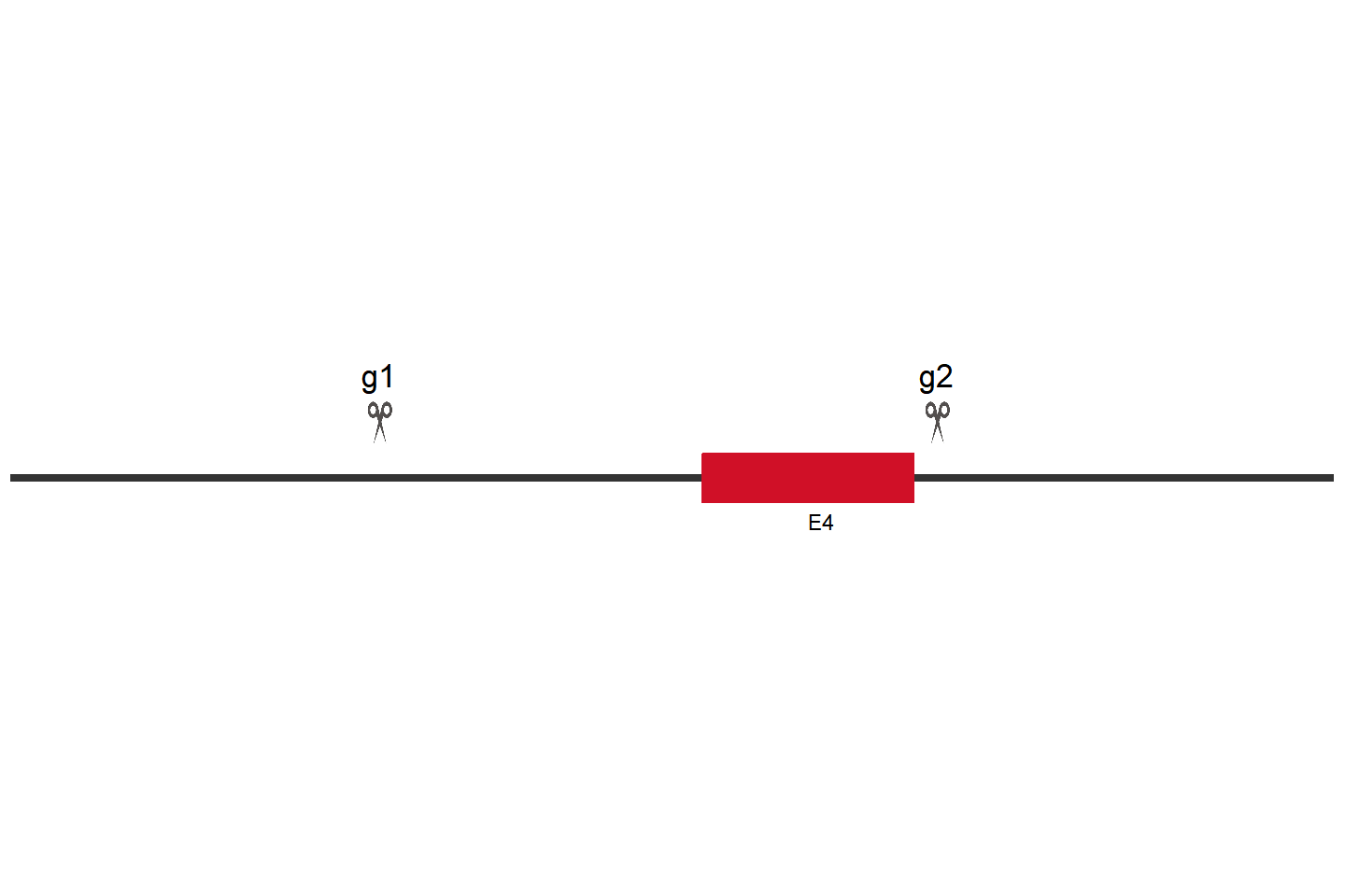 GSDME Knockout cell line (THP-1) Target region